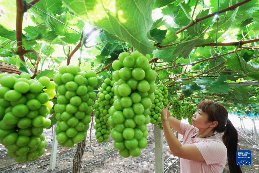 千蠃国际网址